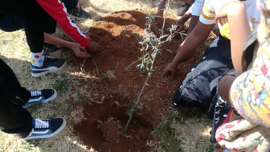 Boomplantmaand: AfriForum dra by tot ’n groener toekoms
