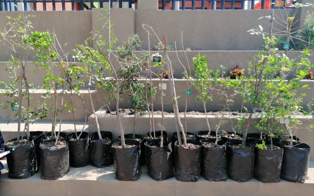 AfriForum se Witbank-tak vier boomplantmaand