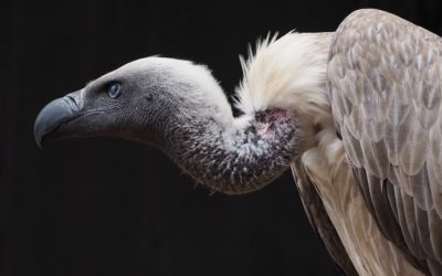 AfriForum: Development of informal settlement threatens survival of Cape vulture